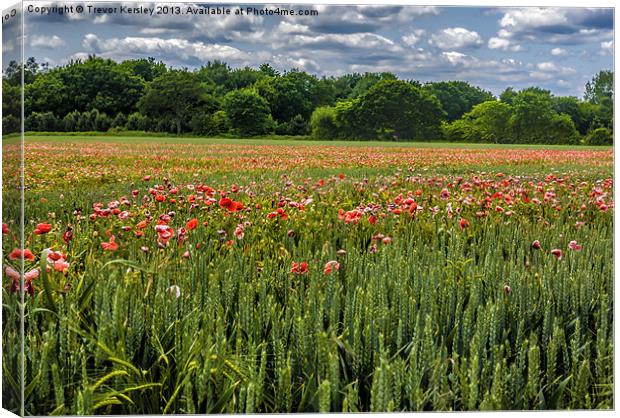 Field of Poppies Canvas Print by Trevor Kersley RIP