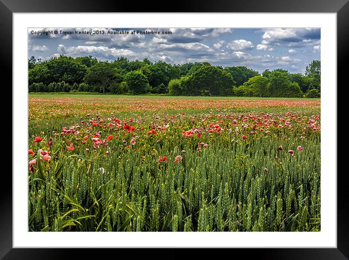 Field of Poppies Framed Mounted Print by Trevor Kersley RIP