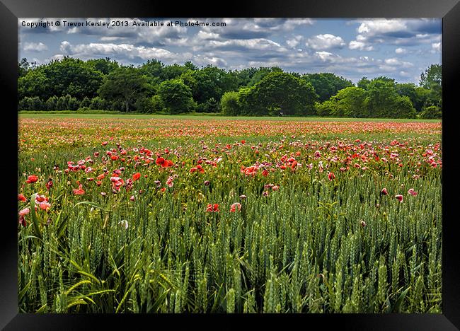 Field of Poppies Framed Print by Trevor Kersley RIP