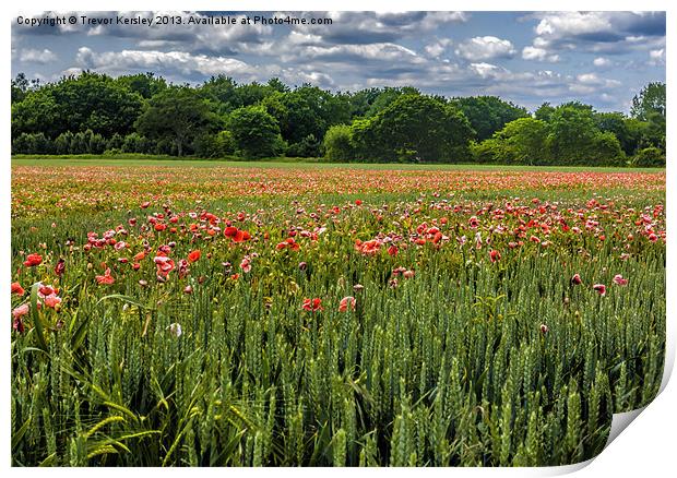 Field of Poppies Print by Trevor Kersley RIP