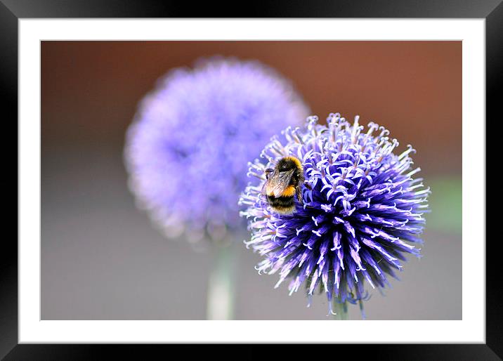 Busy Bee Framed Mounted Print by Gabriela Olteanu