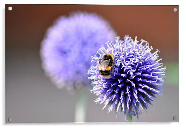Busy Bee Acrylic by Gabriela Olteanu