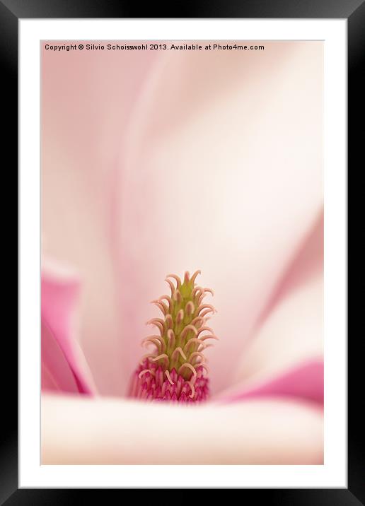 magnolia Framed Mounted Print by Silvio Schoisswohl