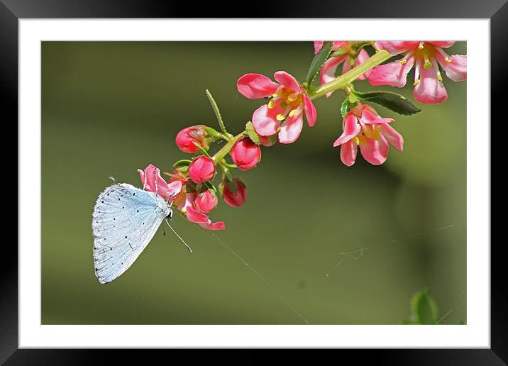 A Small Blue Butterfly Framed Mounted Print by Tony Murtagh