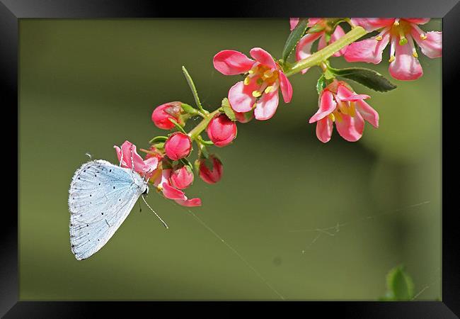 A Small Blue Butterfly Framed Print by Tony Murtagh