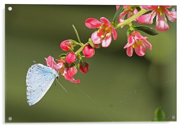 A Small Blue Butterfly Acrylic by Tony Murtagh