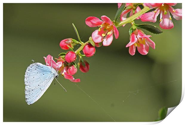 A Small Blue Butterfly Print by Tony Murtagh