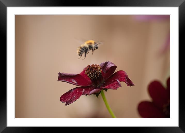 Hovering Framed Mounted Print by Paul Want