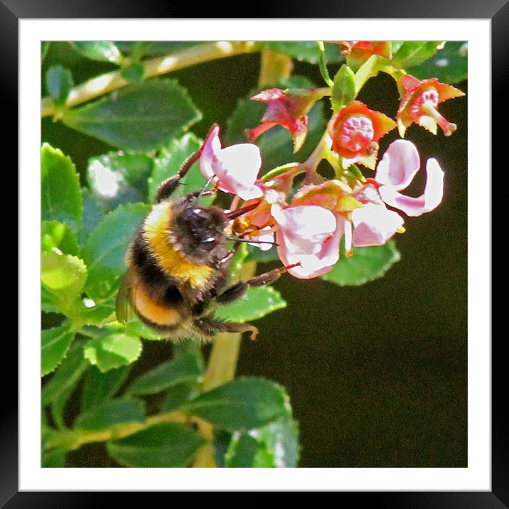Bumble Bee Framed Mounted Print by Tony Murtagh