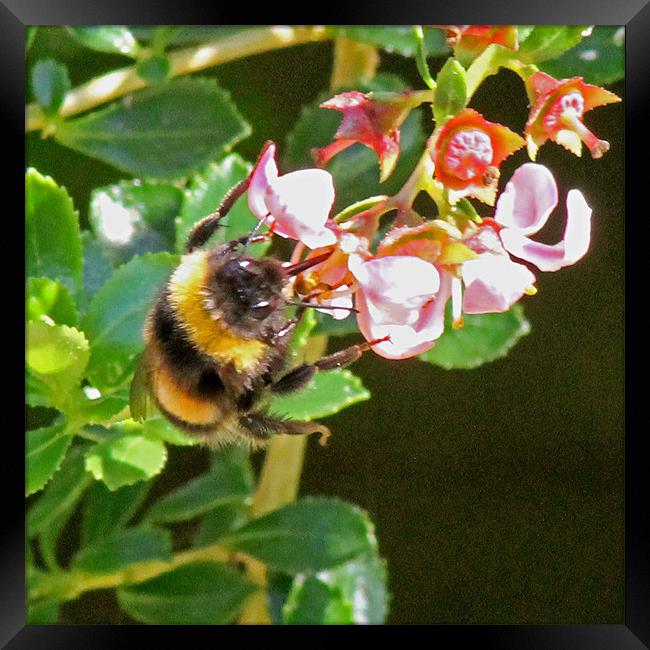 Bumble Bee Framed Print by Tony Murtagh