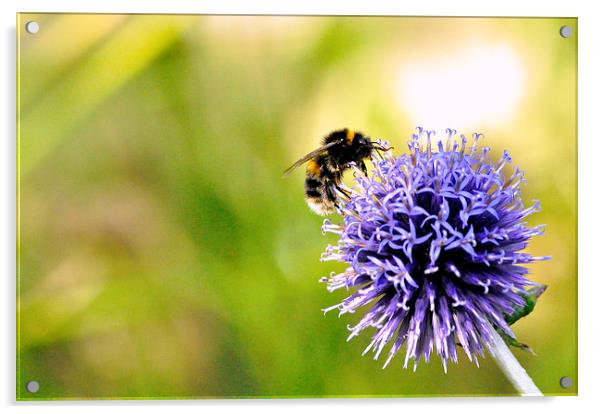 Busy Bee Acrylic by Gabriela Olteanu