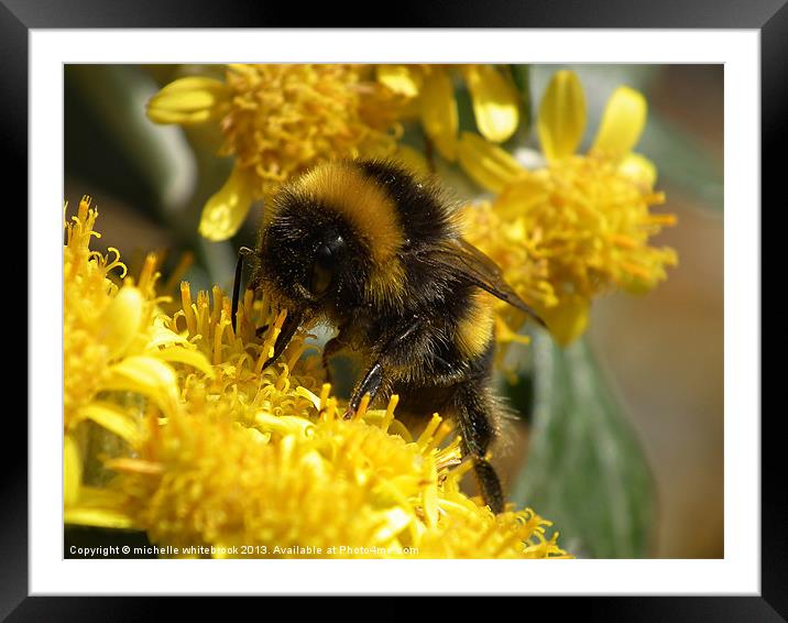Mr Bumble 2 Framed Mounted Print by michelle whitebrook
