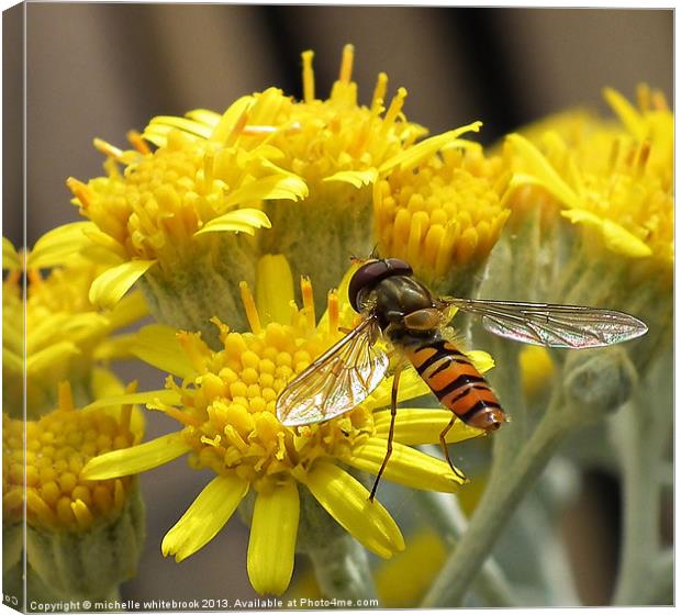 Hoverfly  feasting Canvas Print by michelle whitebrook