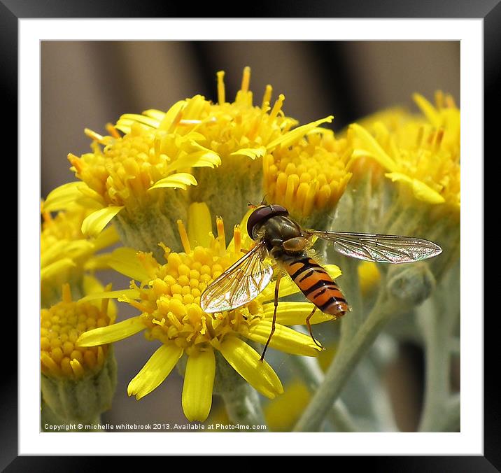 Hoverfly  feasting Framed Mounted Print by michelle whitebrook