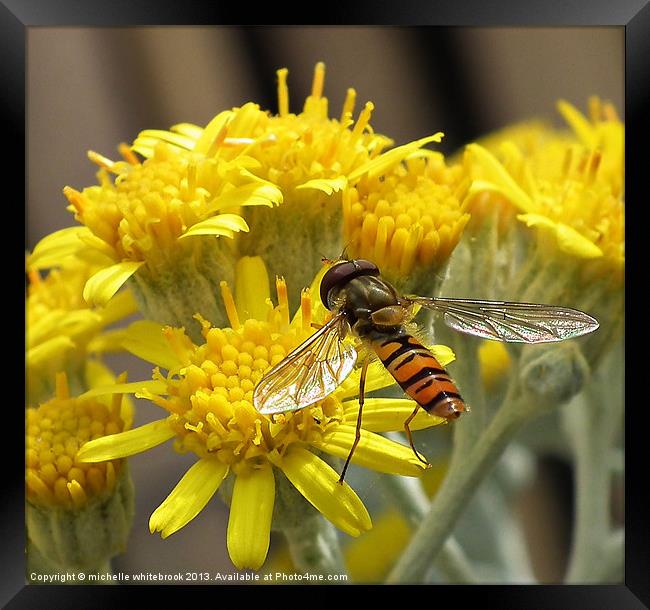 Hoverfly  feasting Framed Print by michelle whitebrook