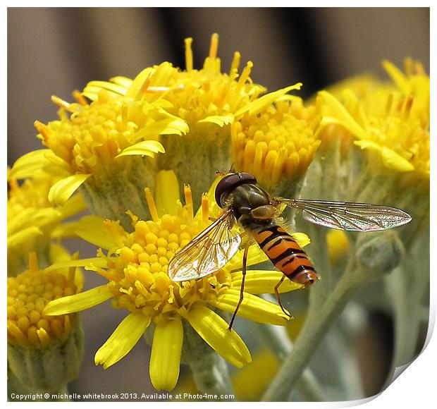 Hoverfly  feasting Print by michelle whitebrook