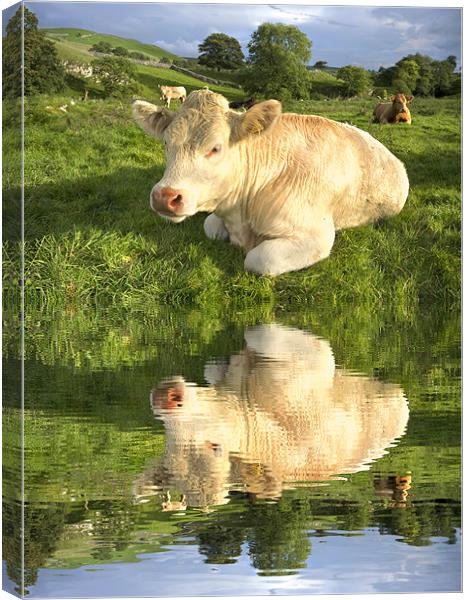 Cow By The River Canvas Print by Gary Kenyon