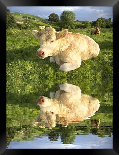Cow By The River Framed Print by Gary Kenyon