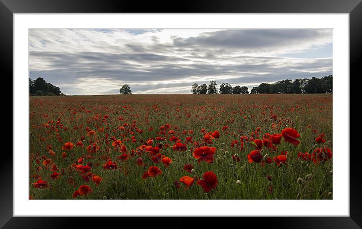 Poppy Field Framed Mounted Print by Dave Wragg
