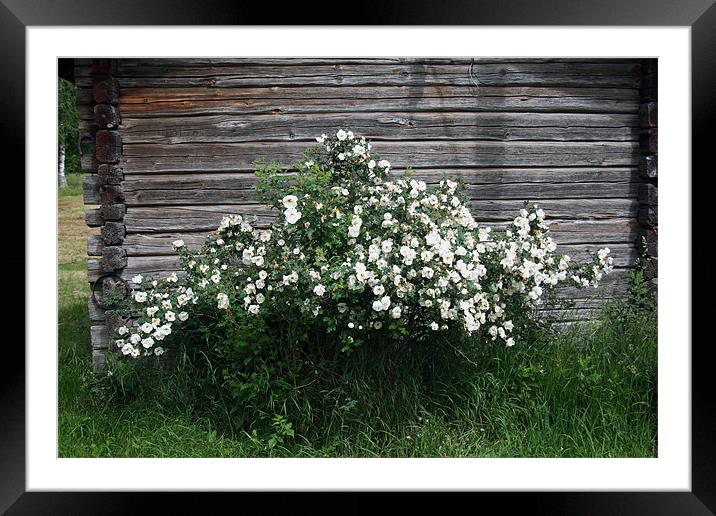 Midsummer rose Framed Mounted Print by Hemmo Vattulainen