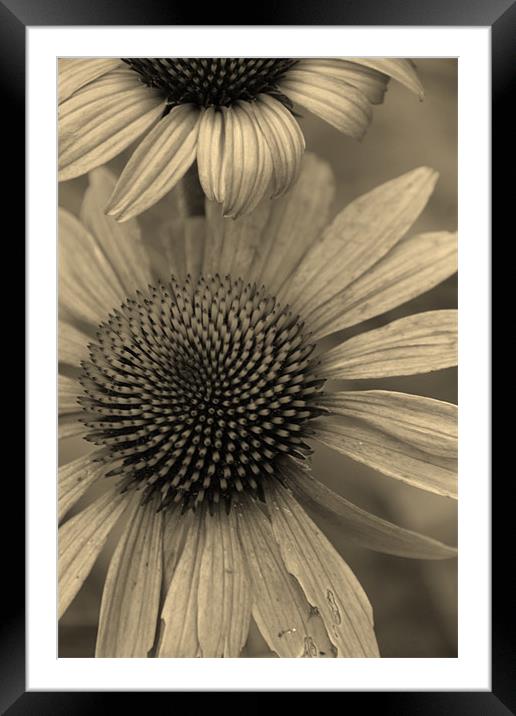Natural Daisy in Sepia Framed Mounted Print by Emma Vernel