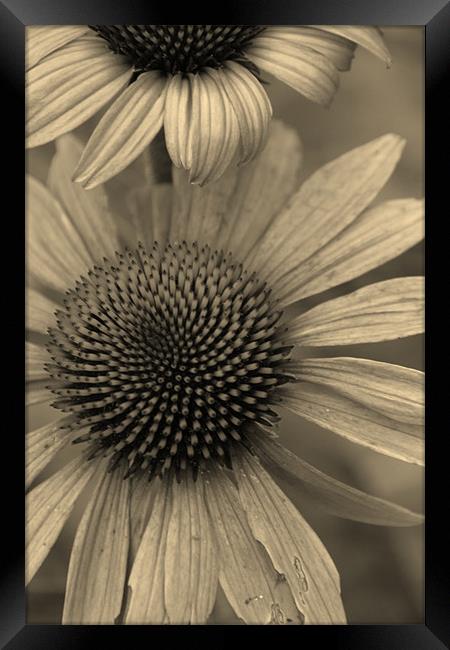 Natural Daisy in Sepia Framed Print by Emma Vernel