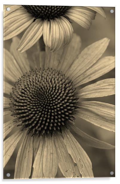 Natural Daisy in Sepia Acrylic by Emma Vernel