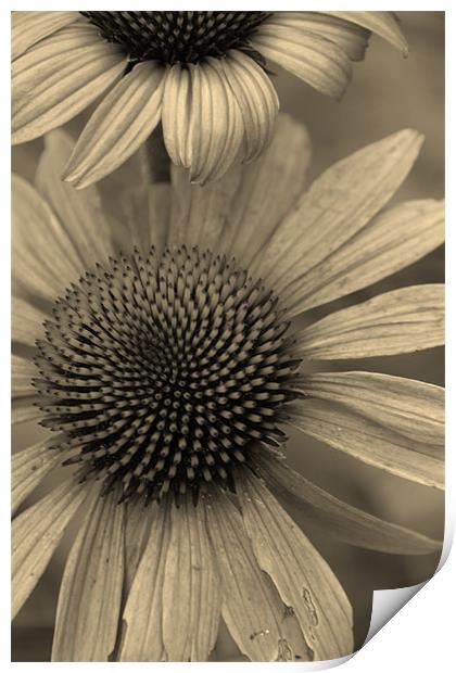 Natural Daisy in Sepia Print by Emma Vernel