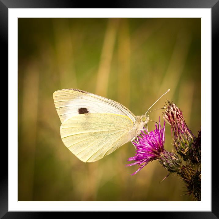 Summer Meadows - Large White Framed Mounted Print by Simon Wrigglesworth
