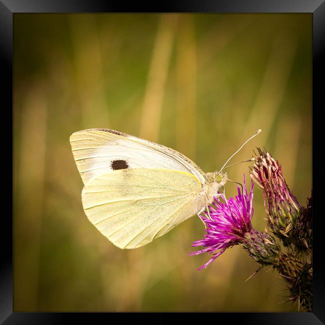 Summer Meadows - Large White Framed Print by Simon Wrigglesworth