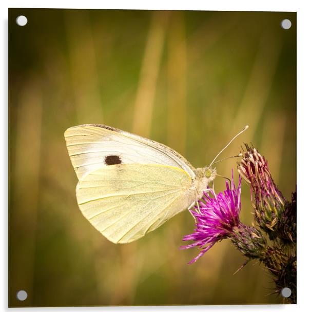 Summer Meadows - Large White Acrylic by Simon Wrigglesworth