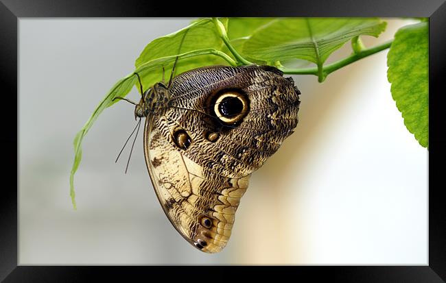 Owl butterfly Framed Print by Gabriela Olteanu