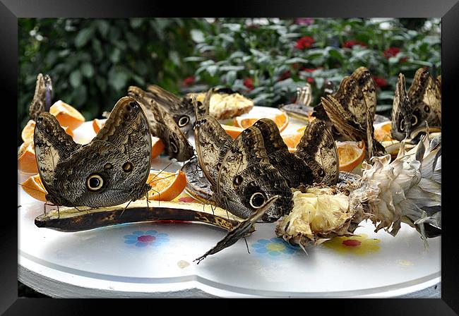 Butterflies feeding Framed Print by Gabriela Olteanu