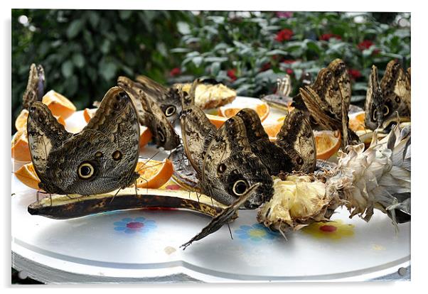 Butterflies feeding Acrylic by Gabriela Olteanu