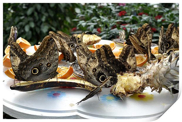 Butterflies feeding Print by Gabriela Olteanu