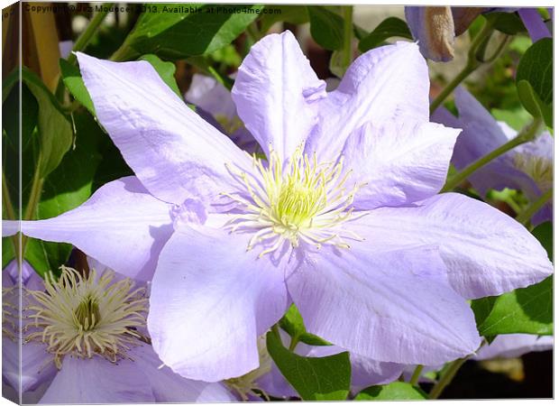 Clematis Canvas Print by Jez Mouncer