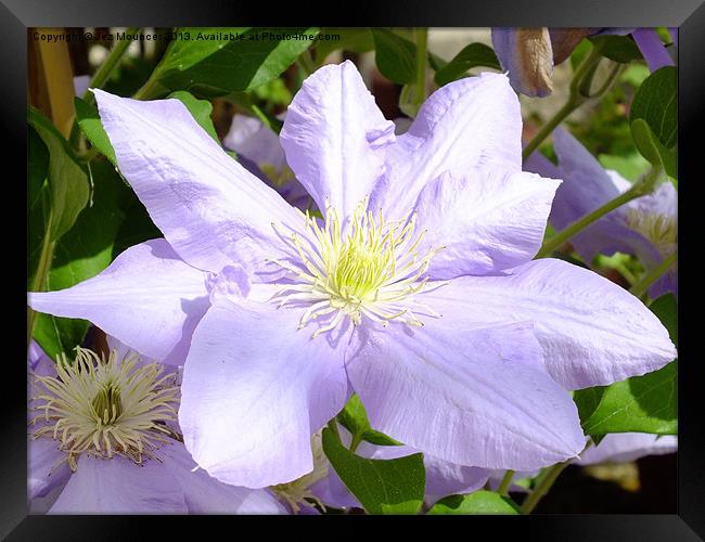 Clematis Framed Print by Jez Mouncer