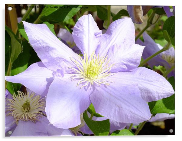 Clematis Acrylic by Jez Mouncer