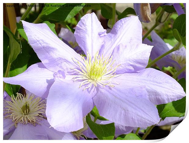 Clematis Print by Jez Mouncer