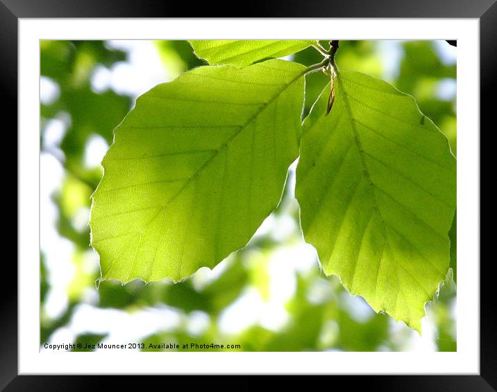 Leaf Light Framed Mounted Print by Jez Mouncer