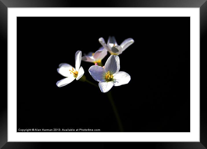 Cardamine Pratensis Flowers Framed Mounted Print by Alan Harman