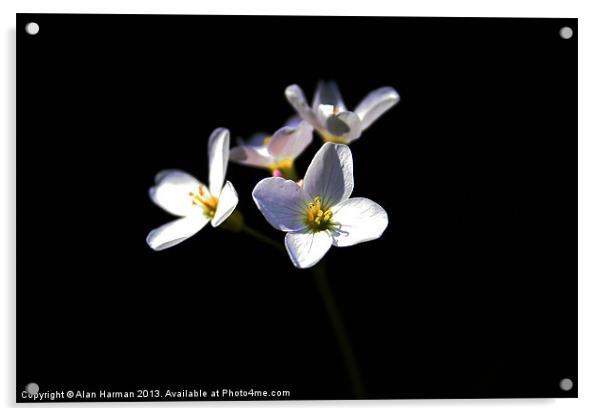 Cardamine Pratensis Flowers Acrylic by Alan Harman