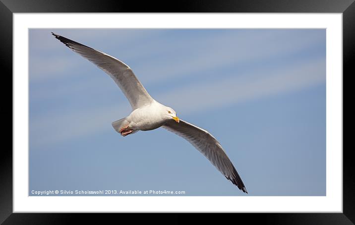 seagull Framed Mounted Print by Silvio Schoisswohl