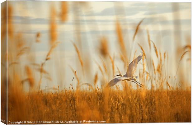 heron in the reeds Canvas Print by Silvio Schoisswohl