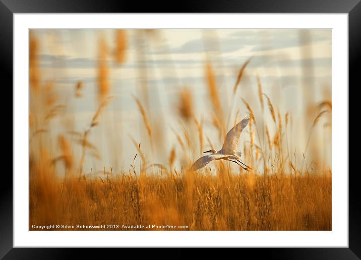 heron in the reeds Framed Mounted Print by Silvio Schoisswohl