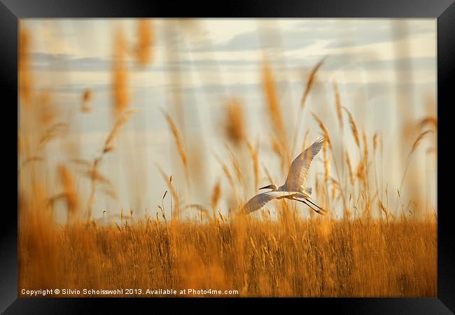 heron in the reeds Framed Print by Silvio Schoisswohl