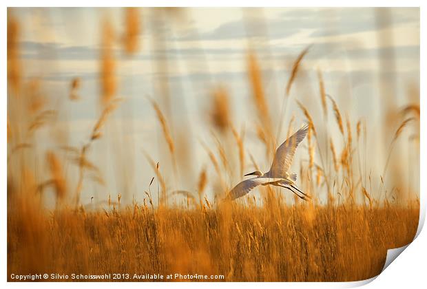 heron in the reeds Print by Silvio Schoisswohl