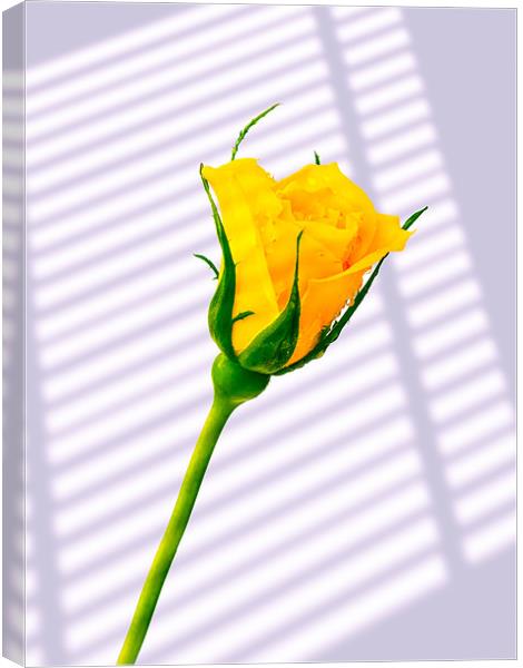 Yellow Rose Canvas Print by Mark Llewellyn