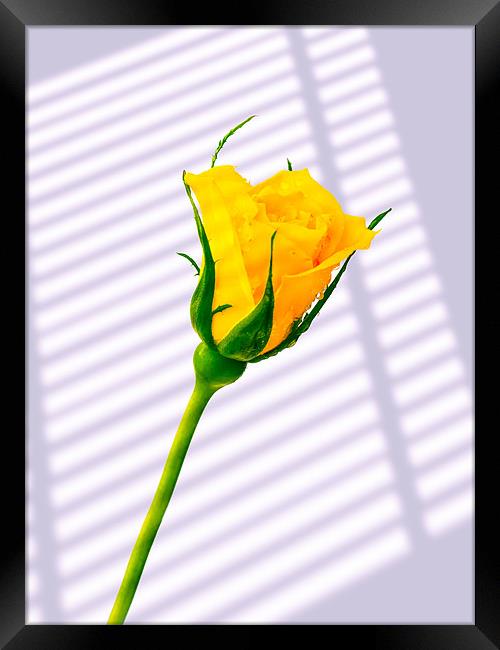 Yellow Rose Framed Print by Mark Llewellyn