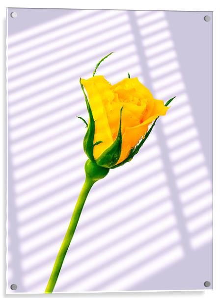 Yellow Rose Acrylic by Mark Llewellyn
